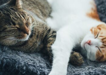 Los gatos pueden usar casi 300 expresiones faciales en sus interacciones