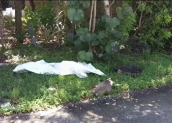 Buscan sospechoso de crueldad animal en Fort Lauderdale