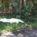 Buscan sospechoso de crueldad animal en Fort Lauderdale