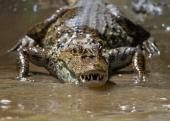 Vecinos en Pompano Beach en alerta por cocodrilo en canal: Temen ataque