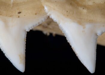 Hallan armas elaboradas con dientes de tiburón de hace 7.000 años