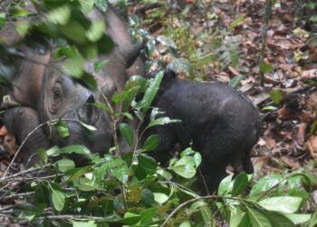Nace rinoceronte de Sumatra en peligro crítico de extinción en Indonesia