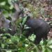 Nace rinoceronte de Sumatra en peligro crítico de extinción en Indonesia