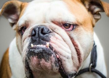 Hombre gravemente herido en Miami Gardens por ataque feroz de tres perros