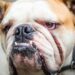 Hombre gravemente herido en Miami Gardens por ataque feroz de tres perros