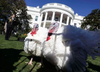Biden celebra su cumpleaños con tradición de perdonar a los pavos de Acción de Gracias