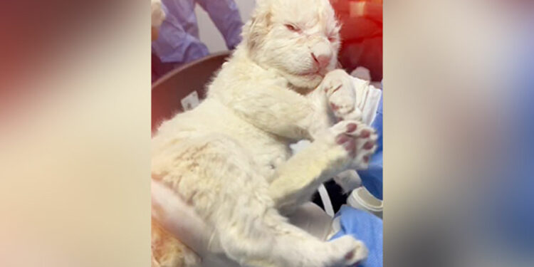 Nacen dos leones blancos en el Zoológico Las Delicias de Maracay