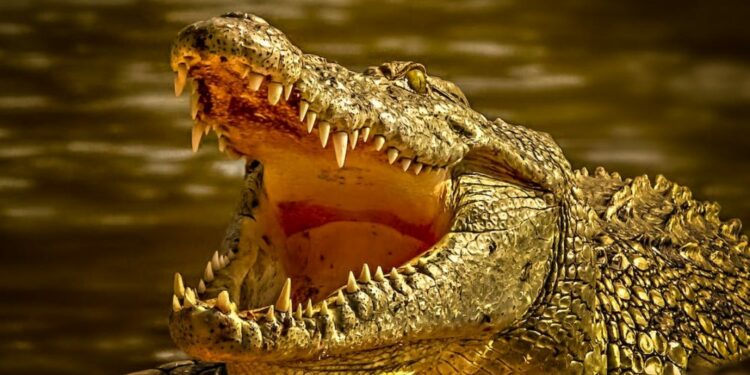 Mujer fue atacada por un caimán mientras hacía snorkel en Florida