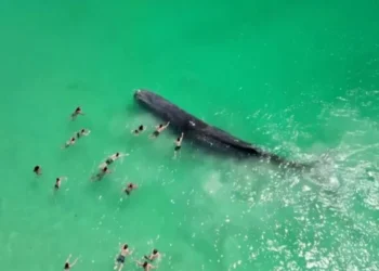 Murió la ballena que fue vista nadando con bañistas en una playa de Australia