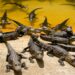 Florida lidera ranking con los lagos más repletos de caimanes
