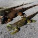Florida en alerta por aumento de especies invasoras que amenazan ecosistemas