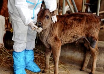 Clonan en China por primera vez vacas tibetanas en peligro de extinción