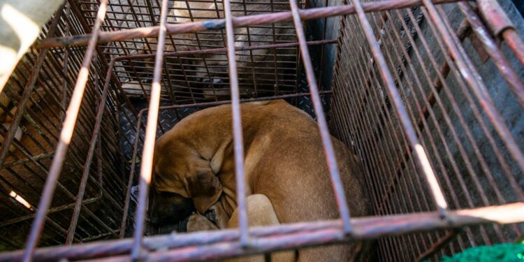 Corea del Sur aprueba un proyecto de ley para prohibir el consumo de carne de perro