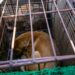 Corea del Sur aprueba un proyecto de ley para prohibir el consumo de carne de perro