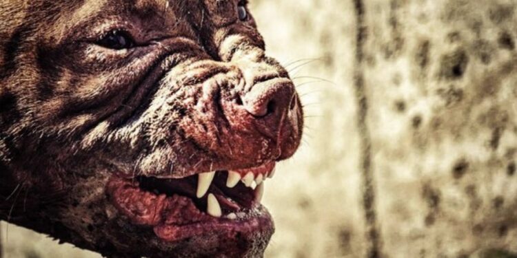 Dos pitbulls sin correa atacaron a hombre en silla de ruedas en Florida City