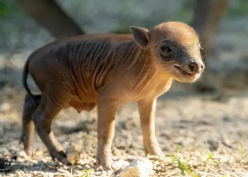 Zoológico de Miami celebra histórico nacimiento de una babirusa
