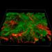 Desarrollan tejido neuronal impreso en 3D con capacidad de crecimiento y funcionamiento