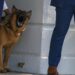 El perro de Biden atacó en al menos 24 ocasiones a agentes del Servicio Secreto