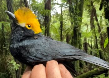 Logran fotografiar por primera vez a un pájaro perdido desde hace 20 años