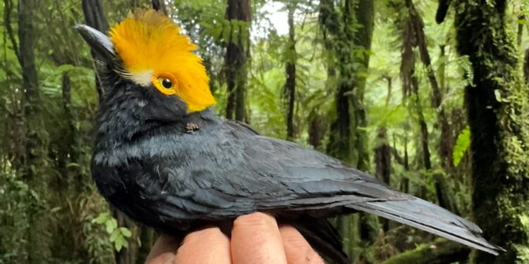 Logran fotografiar por primera vez a un pájaro perdido desde hace 20 años