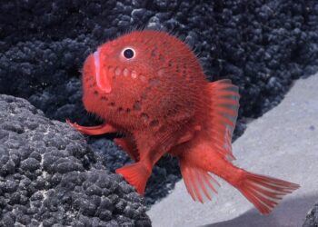 Descubren más de 100 nuevas especies en un hallazgo «alucinante» en Chile