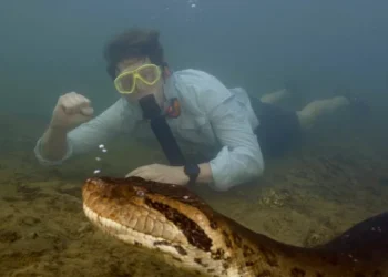 Encuentran especie de anaconda más grande del mundo en el Amazonas