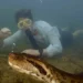 Encuentran especie de anaconda más grande del mundo en el Amazonas