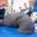 Zoo Miami traslada dos manatíes en rehabilitación de regreso a SeaWorld Orlando
