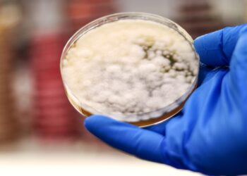 Crean carne para hamburguesas con hongos modificados genéticamente