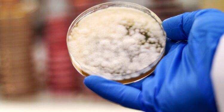 Crean carne para hamburguesas con hongos modificados genéticamente