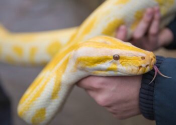 Aseguran que es mejor comer carne de pitón que de vaca y esta sería la razón