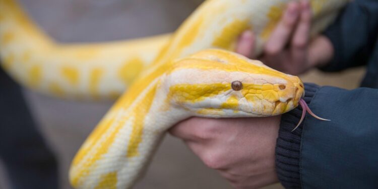 Aseguran que es mejor comer carne de pitón que de vaca y esta sería la razón
