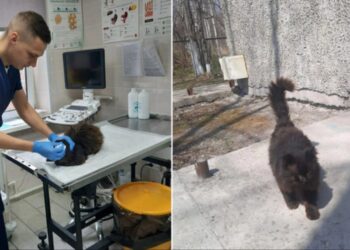 Gato callejero ruso va cada año por su cuenta a una clínica veterinaria para check-up