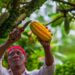 Revelan una amenaza para el suministro mundial de chocolate