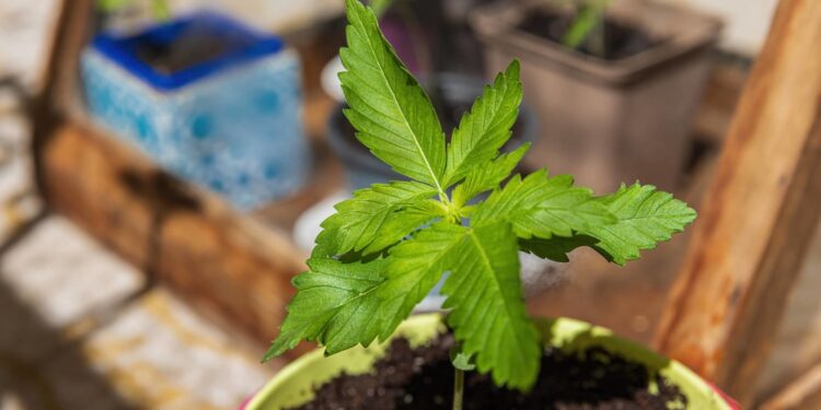 EEUU tomará un drástico cambio en su política sobre la marihuana