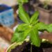 EEUU tomará un drástico cambio en su política sobre la marihuana