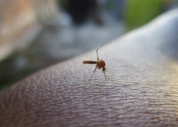 Repunte de casos de dengue es alarmante en Venezuela