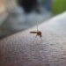 Repunte de casos de dengue es alarmante en Venezuela