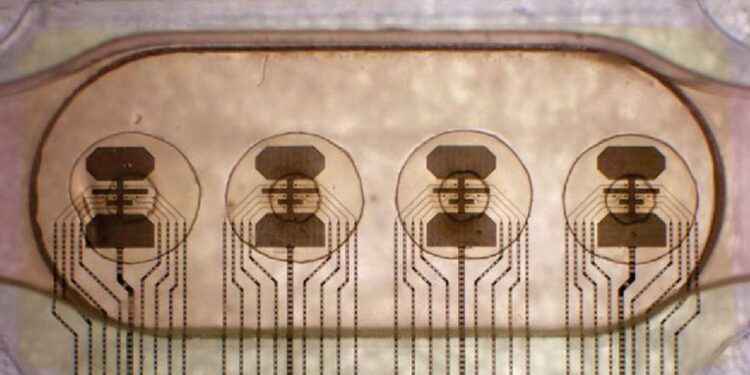 Conectan 16 minicerebros humanos para crear la primera biocomputadora