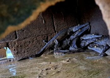 Los reptiles endémicos del Orinoco que Venezuela busca sacar del peligro de extinción