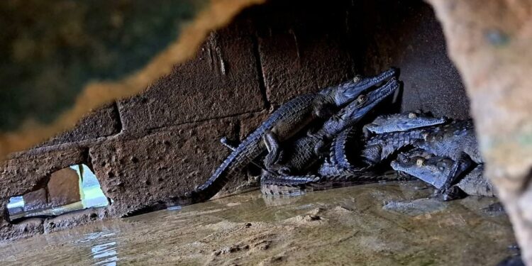 Los reptiles endémicos del Orinoco que Venezuela busca sacar del peligro de extinción