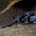 Los reptiles endémicos del Orinoco que Venezuela busca sacar del peligro de extinción