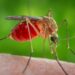 Alerta en Latinoamérica por un virus poco conocido que se contagia por la picadura de mosquitos