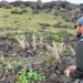 Estudio desmiente mito popular sobre la isla de Pascua