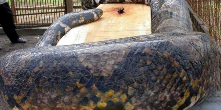Encuentran cadáver de mujer en el interior de una pitón