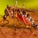 Reportan casos de dengue en los Cayos de Florida