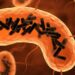 Descubren una nueva entidad biológica que habita en el cuerpo humano