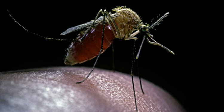 La OMS lanza un plan global para combatir el dengue, que amenaza con extenderse a Europa