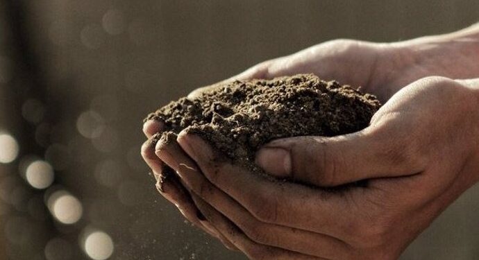 El sonido puede estimular hongos que hacen crecer las plantas