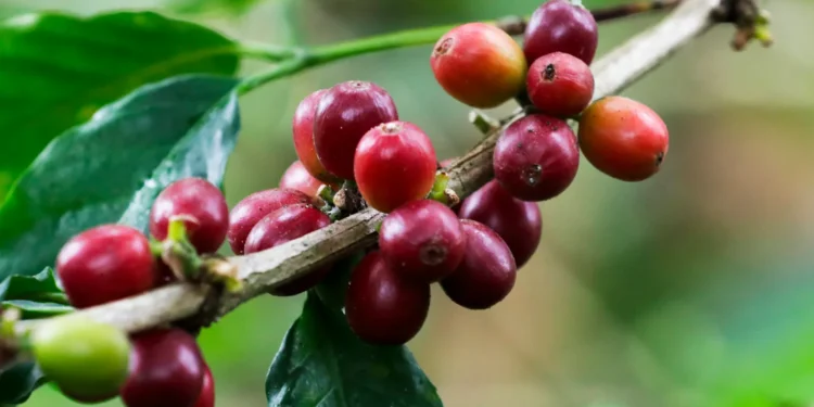 Los cafeteros de Colombia celebran el récord de precios del café en el mercado internacional